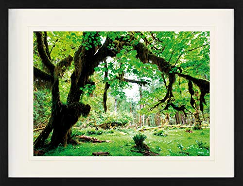 1art1 Wälder Poster Grüner Wald, Zurück Zur Natur Gerahmtes Bild Mit Edlem Passepartout | Wand-Bilder | Im Bilderrahmen 80x60 cm von 1art1