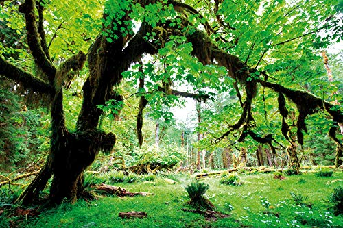 1art1 Wälder XXL Poster Grüner Wald, Zurück Zur Natur Plakat | Bild 120x80 cm von 1art1