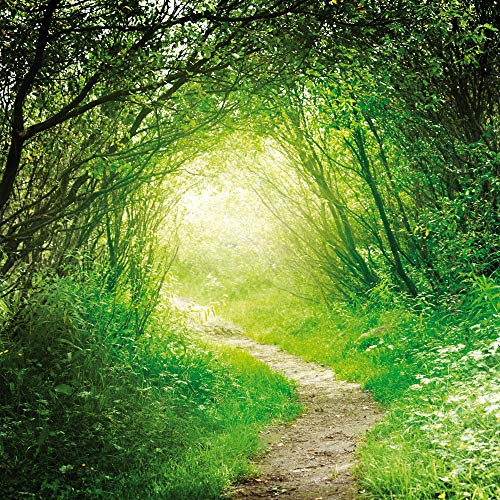 1art1 Wälder Poster Grüner Waldweg, Into The Light Kunstdruck Bild 40x40 cm von 1art1