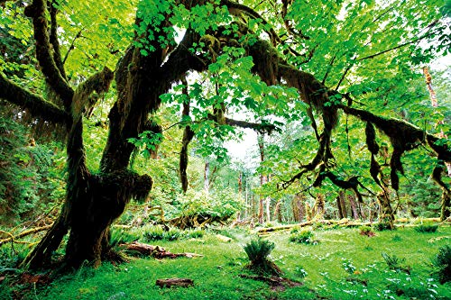 1art1 Wälder Poster Grüner Wald, Zurück Zur Natur Kunstdruck Bild 180x120 cm von 1art1