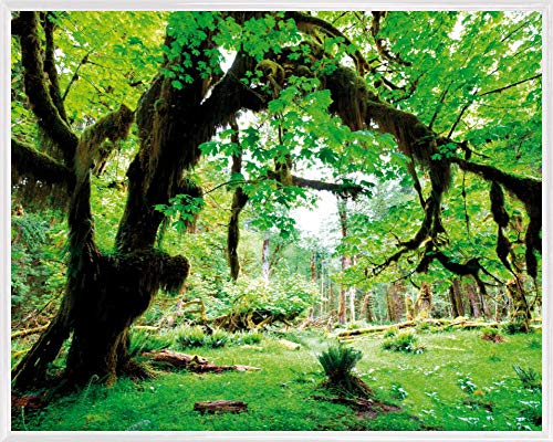 1art1 Wälder Poster Kunstdruck Bild und Kunststoff-Rahmen - Grüner Wald, Zurück Zur Natur (50 x 40cm) von 1art1