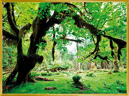 1art1 Wälder Poster Kunstdruck Bild und Kunststoff-Rahmen - Grüner Wald, Zurück Zur Natur (80 x 60cm) von 1art1