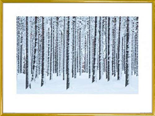 1art1 Wälder Poster Kunstdruck Bild und Kunststoff-Rahmen - Schneebedeckte Bäume, David Clapp (80 x 60cm) von 1art1