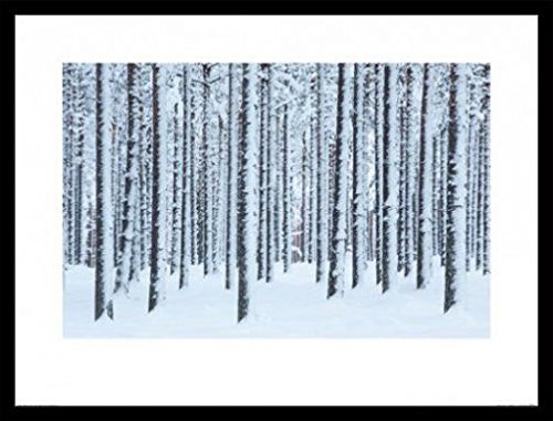 1art1 Wälder Poster Kunstdruck Bild und MDF-Rahmen Schwarz - Schneebedeckte Bäume, David Clapp (80 x 60cm) von 1art1