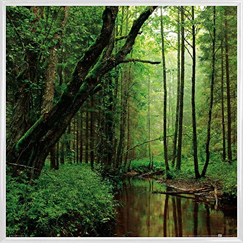 1art1 Wälder Poster Kunstdruck Bild und Kunststoff-Rahmen - EIN Ruhiger Fluss Fließt Durch Den Wald (40 x 40cm) von 1art1