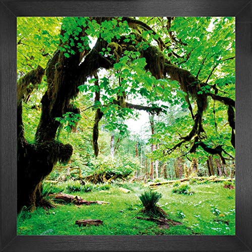 1art1 Wälder Poster Kunstdruck Bild und MDF-Rahmen - Grüner Wald, Zurück Zur Natur (40 x 40cm) von 1art1