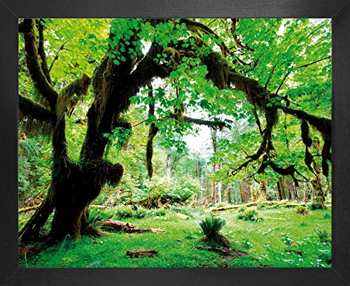 1art1 Wälder Poster Kunstdruck Bild und MDF-Rahmen - Grüner Wald, Zurück Zur Natur (50 x 40cm) von 1art1