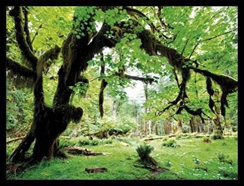 1art1 Wälder Poster Kunstdruck Bild und MDF-Rahmen Schwarz - Grüner Wald, Zurück Zur Natur (80 x 60cm) von 1art1