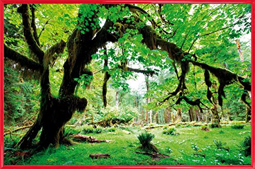1art1 Wälder Poster Plakat | Bild und Kunststoff-Rahmen - Grüner Wald, Zurück Zur Natur (91 x 61cm) von 1art1