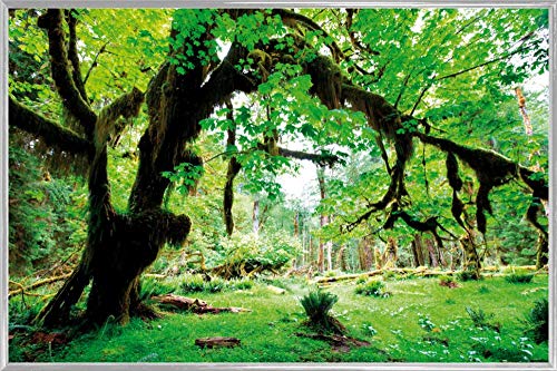 1art1 Wälder Poster Plakat | Bild und Kunststoff-Rahmen - Grüner Wald, Zurück Zur Natur (91 x 61cm) von 1art1