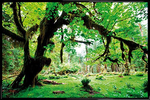 1art1 Wälder Poster Plakat | Bild und Kunststoff-Rahmen - Grüner Wald, Zurück Zur Natur (91 x 61cm) von 1art1
