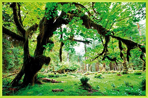 1art1 Wälder Poster Plakat | Bild und Kunststoff-Rahmen - Grüner Wald, Zurück Zur Natur (91 x 61cm) von 1art1