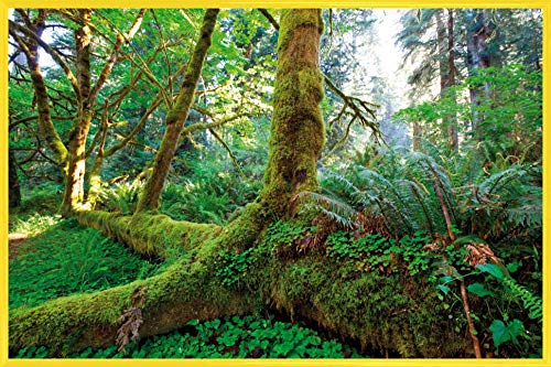 1art1 Wälder Poster Plakat | Bild und Kunststoff-Rahmen - Riesen-Wurzeln Im Regenwald (91 x 61cm) von 1art1