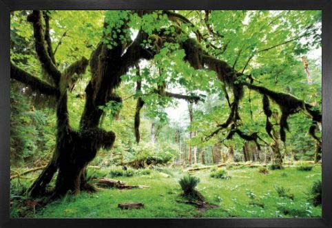 1art1 Wälder Poster Plakat | Bild und MDF-Rahmen - Grüner Wald, Zurück Zur Natur (91 x 61cm) von 1art1