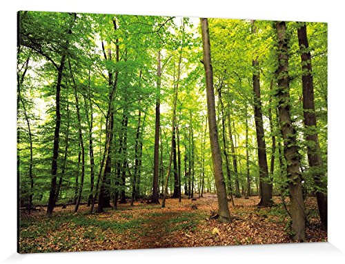 1art1 Wälder Poster Wald Der Stille Bilder Leinwand-Bild Auf Keilrahmen | XXL-Wandbild Poster Kunstdruck Als Leinwandbild 180x120 cm von 1art1