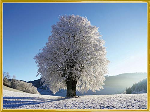 1art1 Winter Poster Kunstdruck Bild und Kunststoff-Rahmen - Starker Baum Im Raureif (80 x 60cm) von 1art1