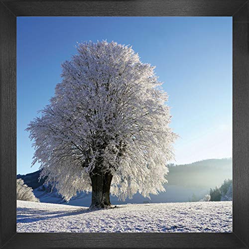 1art1 Winter Poster Kunstdruck Bild und MDF-Rahmen - Starker Baum Im Raureif (40 x 40cm) von 1art1