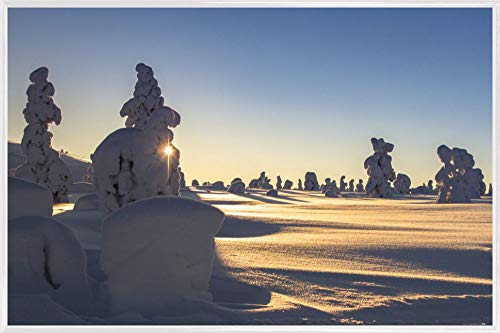 1art1 Winter Poster Plakat | Bild und Kunststoff-Rahmen - Schneebedeckte Bäume An Einem Schönen Wintermorgen In Lappland (91 x 61cm) von 1art1