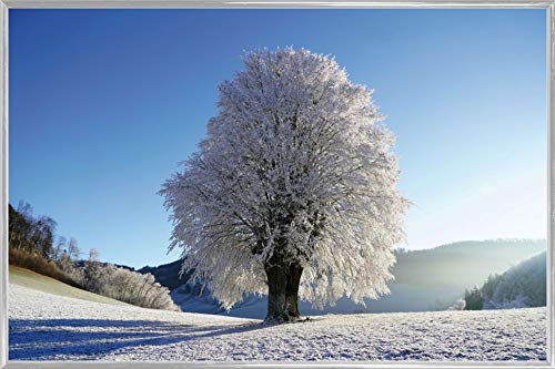 1art1 Winter Poster Plakat | Bild und Kunststoff-Rahmen - Starker Baum Im Raureif (91 x 61cm) von 1art1