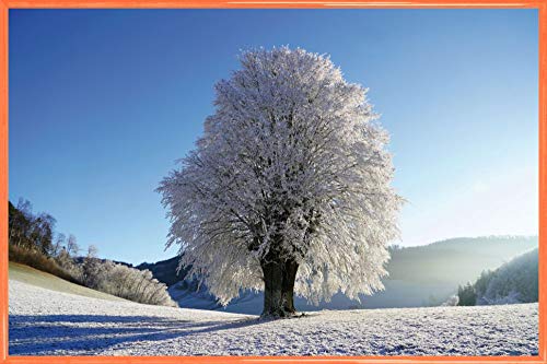 1art1 Winter Poster Plakat | Bild und Kunststoff-Rahmen - Starker Baum Im Raureif (91 x 61cm) von 1art1