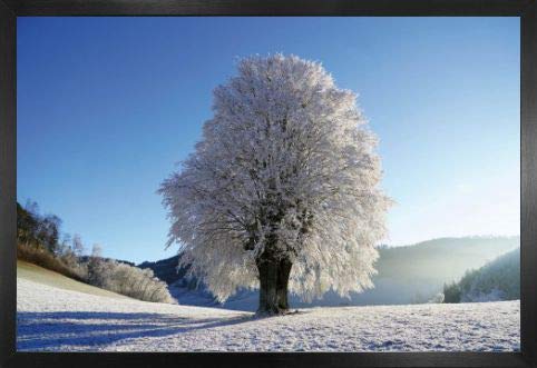 1art1 Winter Poster Plakat | Bild und MDF-Rahmen - Starker Baum Im Raureif (91 x 61cm) von 1art1