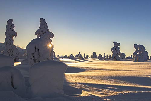 1art1 Winter Poster Schneebedeckte Bäume An Einem Schönen Wintermorgen In Lappland Bilder Leinwand-Bild Auf Keilrahmen | XXL-Wandbild Poster Kunstdruck Als Leinwandbild 180x120 cm von 1art1