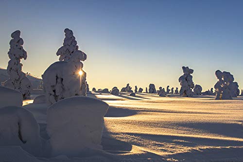 1art1 Winter XXL Poster Schneebedeckte Bäume An Einem Schönen Wintermorgen In Lappland Plakat | Bild 120x80 cm von 1art1