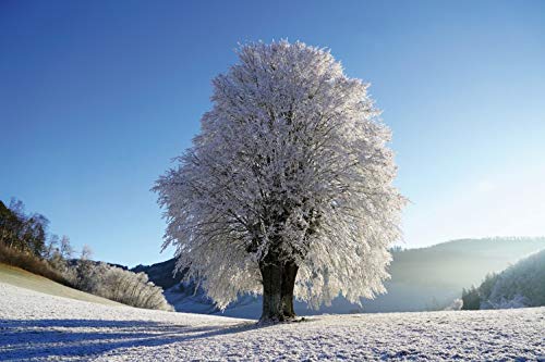 1art1 Winter Poster Starker Baum Im Raureif Bilder Leinwand-Bild Auf Keilrahmen | XXL-Wandbild Poster Kunstdruck Als Leinwandbild 180x120 cm von 1art1