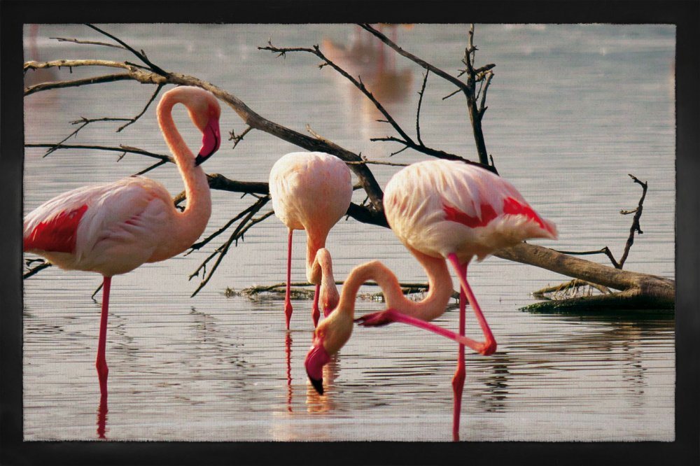 Fußmatte Flamingos - Rosa Flamingos In Einem Teich In Der Camargue, 1art1, Höhe: 5 mm von 1art1