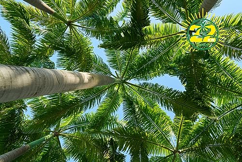 Palmendünger, Freilandpalmendünger, geeignet für frostgeschädigte Palmen! 22KW-natur 3KG von 22KW