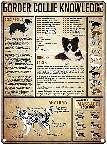 Blechschild Border-Collie-Wissen Border-Collie-Diagramm Retro-Haustiere Geeignet Farm School Sprüche Schilder Retro Blechschilder Für Geschenk Geburtstag Geschenke,20X30Cm Blechschild Border-Collie-Wissen Border-Collie-Diagramm Retro-Haustiere Geeignet Farm School Sprüche Schilder Retro Blechschilder Für Geschenk Geburtstag Geschenke,20X30Cm von 321
