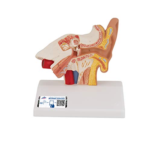 3B Scientific 3B Smart Anatomy E12 Ohrmodell, Tischgröße, 1,5-fach vergrößert + kostenlose Anatomie App - 3B Smart Anatomy von 3B Scientific