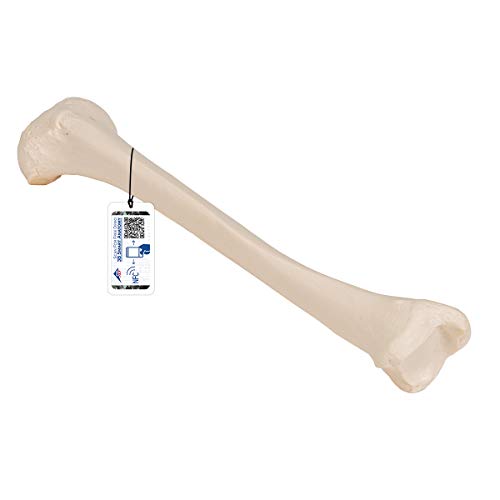 3B Scientific A35/3 Schienbein-Modell + kostenlose Anatomie App - 3B Smart Anatomy von 3B Scientific