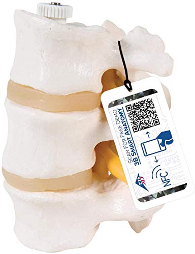 3B Scientific A76/8 3 Lendenwirbel, flexibel montiert + kostenlose Anatomie App - 3B Smart Anatomy von 3B Scientific