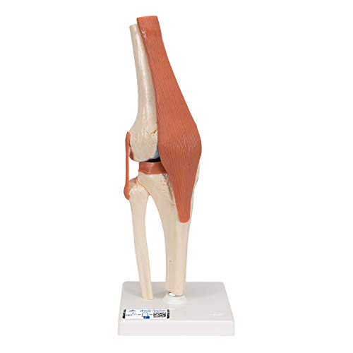 3B Scientific A82/1 Deluxe Funktionsmodell des Kniegelenks + kostenlose Anatomie-App - 3B Smart Anatomy von 3B Scientific