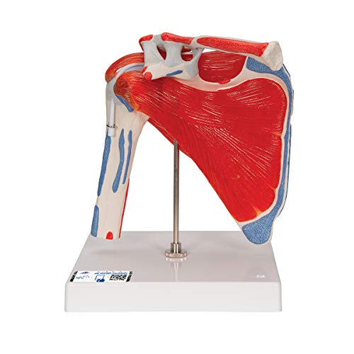 3B Scientific A880 Schultergelenk mit Rotatormanschette, 5-teilig + gratis Anatomie-Software - 3B Smart Anatomy von 3B Scientific