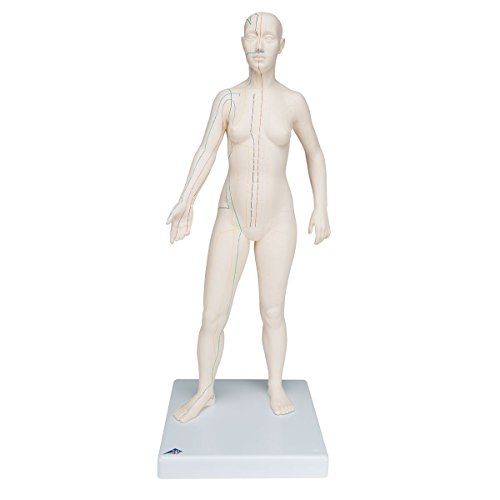 3B Scientific Akupunktur-Figur, weiblich von 3B Scientific