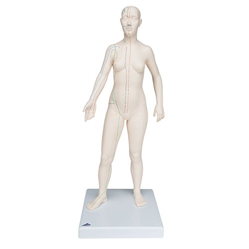 3B Scientific Akupunktur-Figur, weiblich 3B Scientific Akupunktur-Figur, weiblich von 3B Scientific