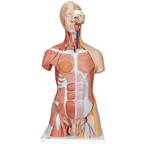 3B Scientific B40 Deluxe-Torso-Modell mit Muskeln, in Luxus-Ausführung, zweigeschlechtlich, 31-teilig + kostenlose Anatomie App - 3B Smart Anatomy von 3B Scientific