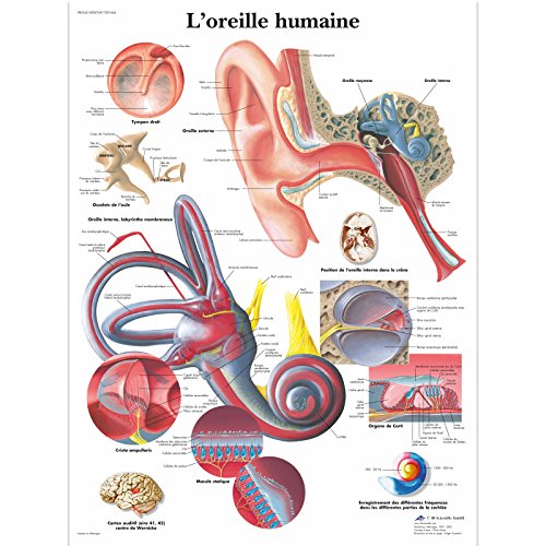 3B Scientific Lehrtaffel - L'oreille humaine - Französisch von 3B Scientific