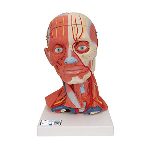 3B Scientific C05 Kopf- und Halsmuskulatur, 5-teilig + kostenlose Anatomie App - 3B Smart Anatomy von 3B Scientific