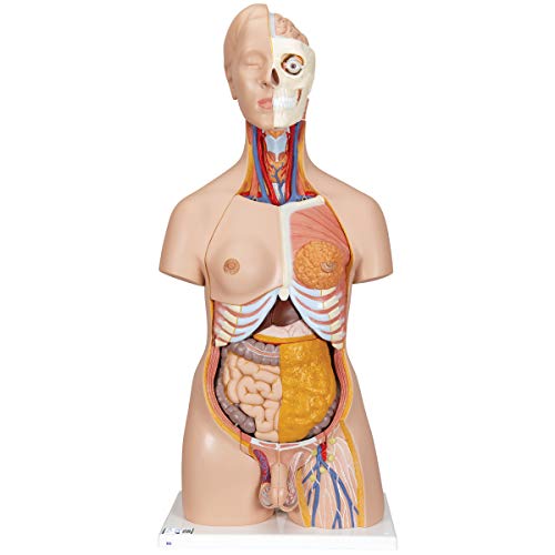 3B Scientific Deluxe-Torso-Modell, in Luxus-Ausführung, zweigeschlechtlich, 20-teilig + kostenlose Anatomie App - 3B Smart Anatomy von 3B Scientific