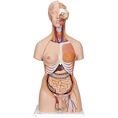 3B Scientific Deluxe-Torso-Modell, in Luxus-Ausführung, zweigeschlechtlich, mit offenem Rücken, 28-teilig + kostenlose Anatomie App - 3B Smart Anatomy von 3B Scientific