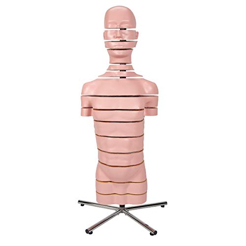 3B Scientific Disc-Torso-Modell mit 15 Scheiben, 15 Querschnitte + kostenlose Anatomie App - 3B Smart Anatomy von 3B Scientific