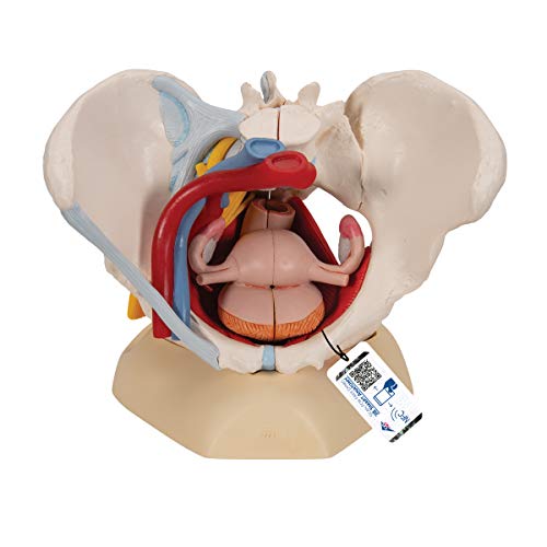 3B Scientific H20/4 Weibliches Becken mit Bändern, Gefäßen, Nerven, Beckenboden, Organen + kostenlose Anatomie App - 3B Smart Anatomy von 3B Scientific