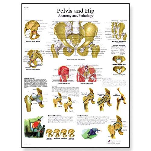 3B Scientific Human Anatomy Becken und Hüfte Anatomie/Pathologie Diagramm, Papierversion (Englische Version) von 3B Scientific