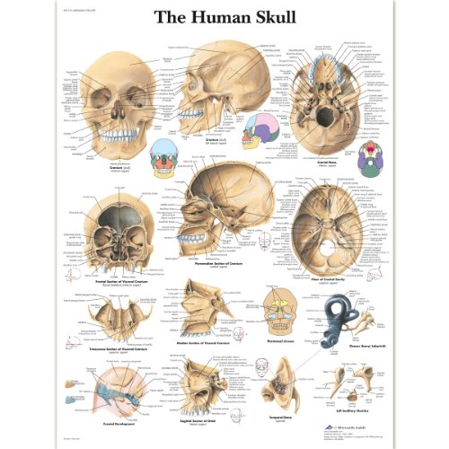 3B Scientific Human Anatomy – The Human Skull Diagramm, laminierte Version von 3B Scientific
