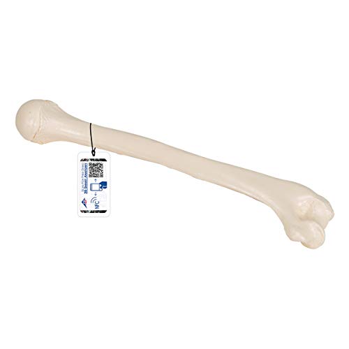 3B Scientific Humerus-Modell A45/1 + kostenlose Anatomie App - 3B Smart Anatomy von 3B Scientific