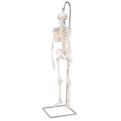 3B Scientific Kleines menschliches Skelett, Modell „Shorty“, auf hängendem Ständer A18/1 + kostenlose Anatomie App - 3B Smart Anatomy von 3B Scientific