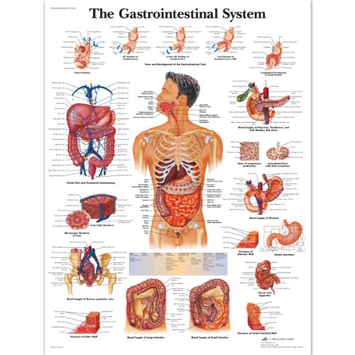 3B Scientific VR1422L Menschliche Anatomie „The Gastrointestinal System“, Poster zum Verdauungssystem (englische Version), laminiert von 3B Scientific